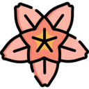 nature,plant,cherry,spring,floral,blossom,bloom,cherry blossom ok 